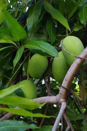 Pondok Mangga 马塔兰 外观 照片